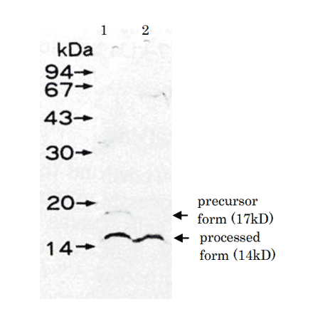 Detection of UmuD protein in the extract of E. coli DE274 (lexA51, recA730) by western blotting using Anti-UmuD Antibody. Lane 1: without mitomycin C treatment. Lane 2: treated with mitomycin C.