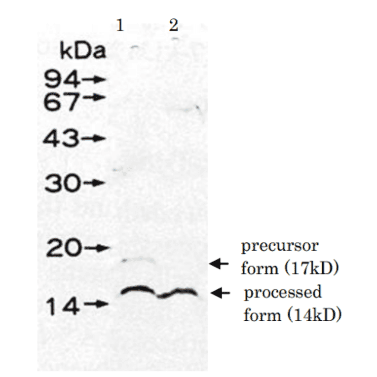 Detection of UmuD protein in the extract of E. coli DE274 (lexA51, recA730) by western blotting using Anti-UmuD Antibody. Lane 1: without mitomycin C treatment. Lane 2: treated with mitomycin C.