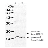 Detection of UmuD protein in the extract of E. coli DE274 (lexA51, recA730) by western blotting using Anti-UmuD Antibody. Lane 1: without mitomycin C treatment. Lane 2: treated with mitomycin C.