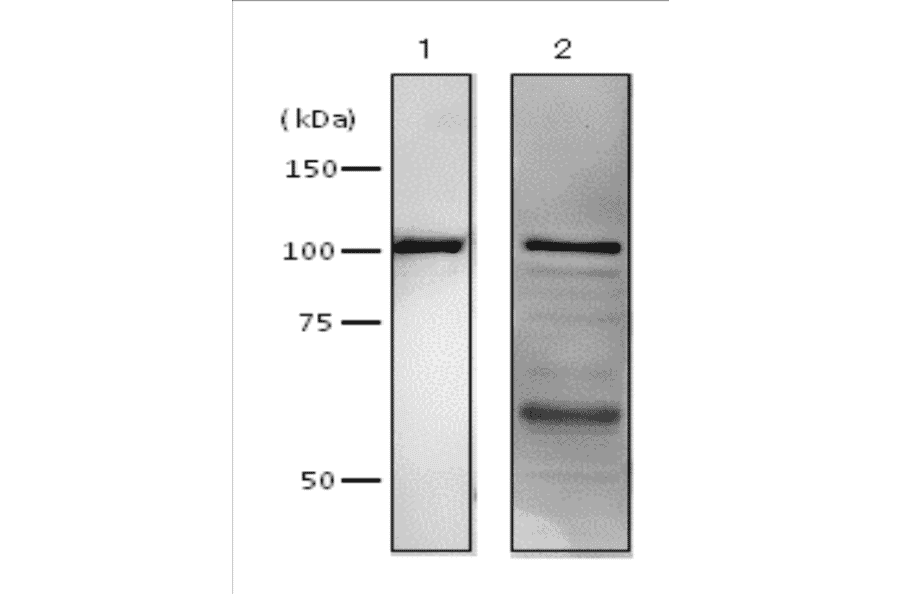 Western blot analysis of DNA polymerase 1 in crude extract of E. coli cells by using Anti-DNA polymerase 1 Antibody. 1: Purified E. coli DNA polymerase 1 (10ng). 2: Sonic lysate supernatant of E. coli strain AB1157 cells. Primary antibody was used at 1:2,000 dilution. Predicted molecular mass of DNA polymerase 1 is 103 kDa.
