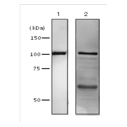 Western blot analysis of DNA polymerase 1 in crude extract of E. coli cells by using Anti-DNA polymerase 1 Antibody. 1: Purified E. coli DNA polymerase 1 (10ng). 2: Sonic lysate supernatant of E. coli strain AB1157 cells. Primary antibody was used at 1:2,000 dilution. Predicted molecular mass of DNA polymerase 1 is 103 kDa.