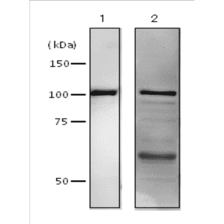 Western blot analysis of DNA polymerase 1 in crude extract of E. coli cells by using Anti-DNA polymerase 1 Antibody. 1: Purified E. coli DNA polymerase 1 (10ng). 2: Sonic lysate supernatant of E. coli strain AB1157 cells. Primary antibody was used at 1:2,000 dilution. Predicted molecular mass of DNA polymerase 1 is 103 kDa.