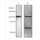 Western blot analysis of DNA polymerase 1 in crude extract of E. coli cells by using Anti-DNA polymerase 1 Antibody. 1: Purified E. coli DNA polymerase 1 (10ng). 2: Sonic lysate supernatant of E. coli strain AB1157 cells. Primary antibody was used at 1:2,000 dilution. Predicted molecular mass of DNA polymerase 1 is 103 kDa.