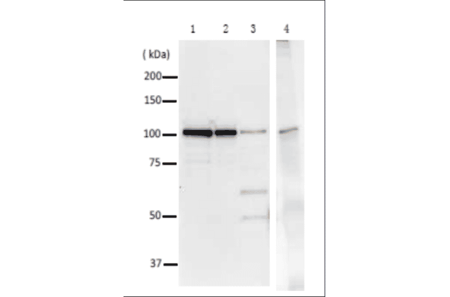 Immunoprecipitation of DNA polymerase 1 from crude lysate of E. coli with Anti-DNA polymerase 1 Antibody. 1: Purified DNA polymerase 1 (20ng), WB. 2: Purified DNA polymerase 1 (10ng), WB. 3: Crude lysate of E. coli strain AB1157 (10µg), WB. 4: The crude lysate of E. coli cells was reacted with Anti-DNA polymerase 1 Antibody and precipitated with protein G conjugated magnetic beads, and analyzed by WB by using Anti-DNA polymerase 1 Antibody. As the secondary antibody, Anti-Rabbit IgG Antibody (HRP) for IP was used.