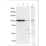 Immunoprecipitation of DNA polymerase 1 from crude lysate of E. coli with Anti-DNA polymerase 1 Antibody. 1: Purified DNA polymerase 1 (20ng), WB. 2: Purified DNA polymerase 1 (10ng), WB. 3: Crude lysate of E. coli strain AB1157 (10µg), WB. 4: The crude lysate of E. coli cells was reacted with Anti-DNA polymerase 1 Antibody and precipitated with protein G conjugated magnetic beads, and analyzed by WB by using Anti-DNA polymerase 1 Antibody. As the secondary antibody, Anti-Rabbit IgG Antibody (HRP) for IP was used.