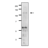 Detection of Gal11p by Western blotting using the Gal11p antibody in the whole cell extract of S. cerevisiae The antiserum was used at 1/500 dilution. 7.5% gradient gel was used and wet system was used for blotting.