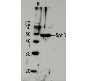 Detection of endogenous Spt3 by Western blotting using the Spt3 antibody. Lane1: Extract of budding yeast The antiserum was diluted 5,000 fold before use.