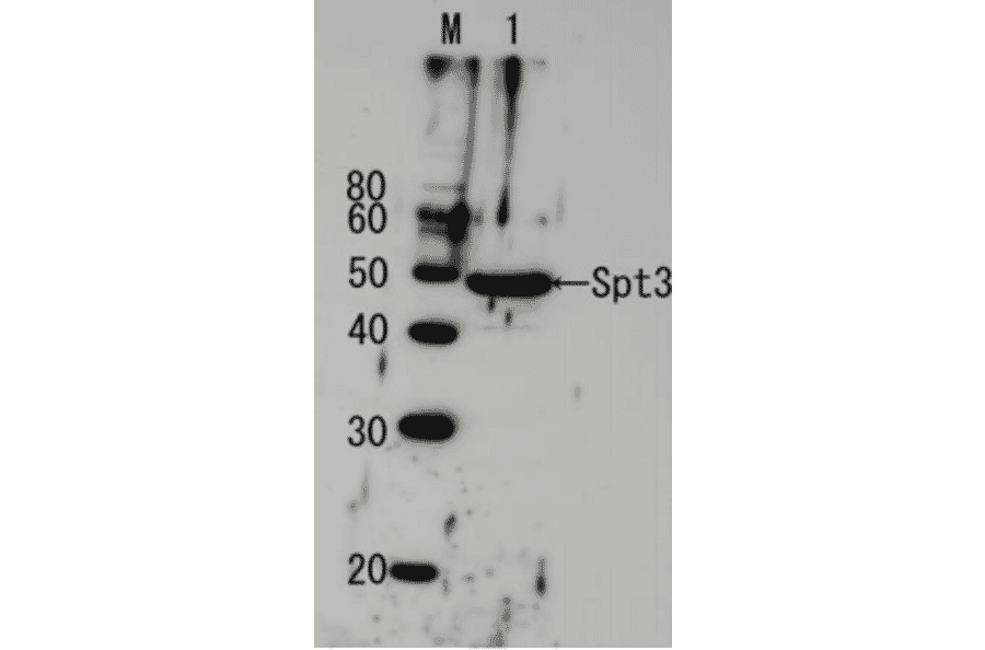 Detection of endogenous Spt3 by Western blotting using the Spt3 antibody. Lane1: Extract of budding yeast The antiserum was diluted 5,000 fold before use.