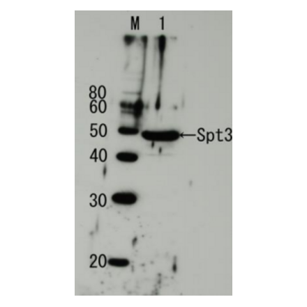 Detection of endogenous Spt3 by Western blotting using the Spt3 antibody. Lane1: Extract of budding yeast The antiserum was diluted 5,000 fold before use.