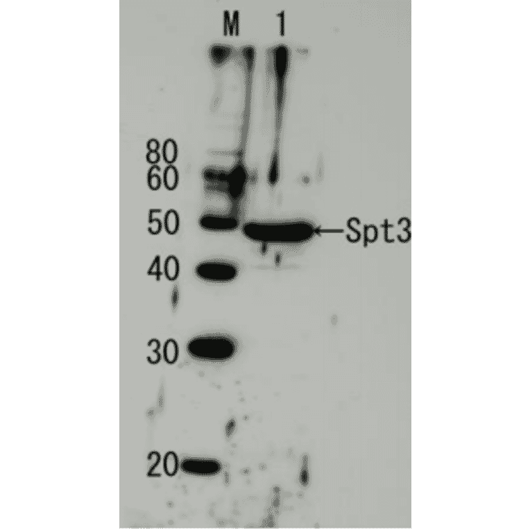 Detection of endogenous Spt3 by Western blotting using the Spt3 antibody. Lane1: Extract of budding yeast The antiserum was diluted 5,000 fold before use.