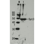 Detection of endogenous Spt3 by Western blotting using the Spt3 antibody. Lane1: Extract of budding yeast The antiserum was diluted 5,000 fold before use.