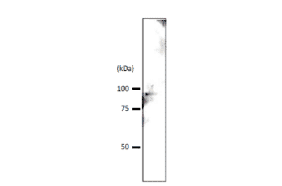 Detection of Srb4p in crude extract of S. cerevisiae by Western blotting Extract of S. cervisiae strain BY4741 (10 µg) was used. Tahe antibody was used at 1/1,000 dilution. IMMUNO SHOT (CosmoBio, Tokyo) was used as signal enhancer.. Molecular mass of Srb4 protein is 78.5 kDa.