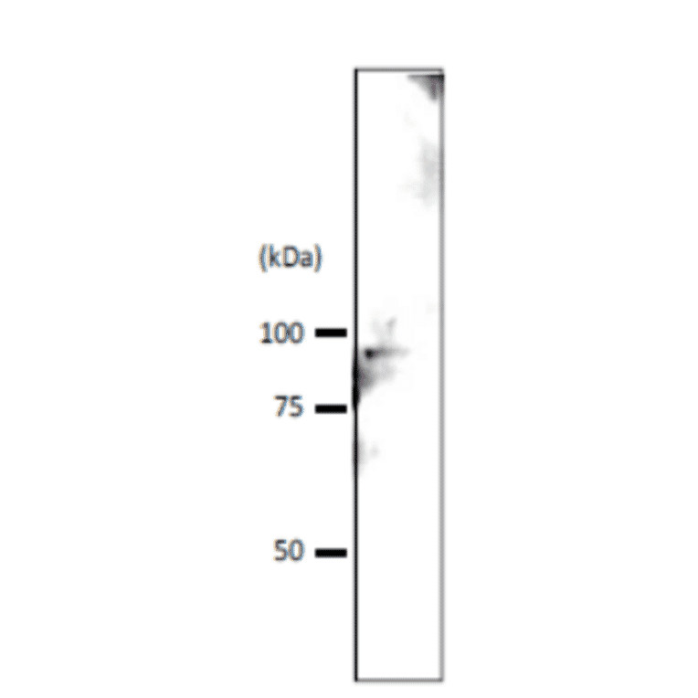 Detection of Srb4p in crude extract of S. cerevisiae by Western blotting Extract of S. cervisiae strain BY4741 (10 µg) was used. Tahe antibody was used at 1/1,000 dilution. IMMUNO SHOT (CosmoBio, Tokyo) was used as signal enhancer.. Molecular mass of Srb4 protein is 78.5 kDa.