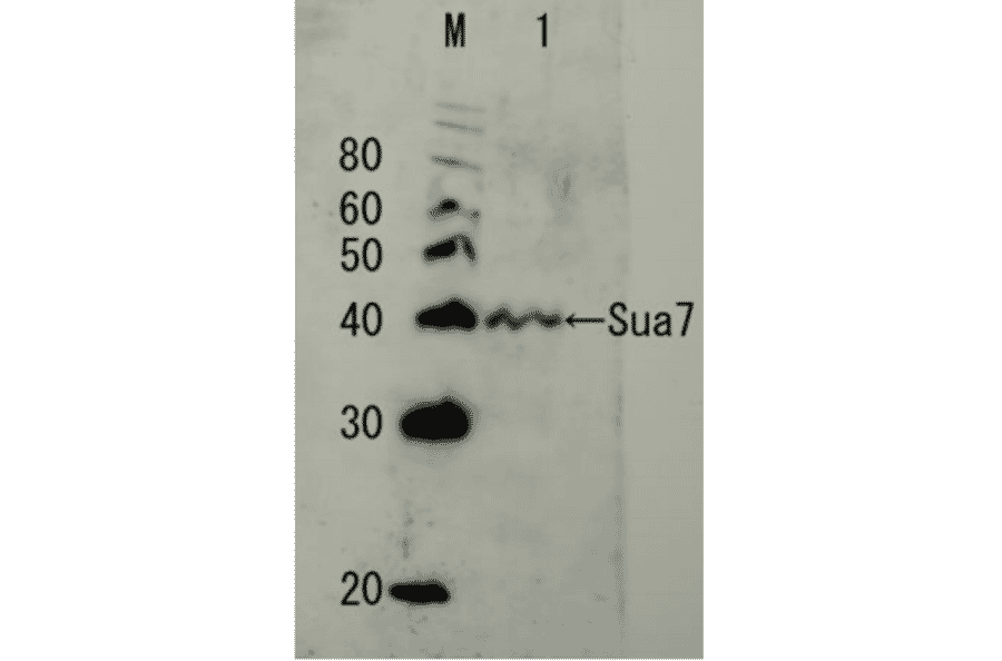 Detection of endogenous Sua7 protein by Western blotting. M; protein size marker in kDa Lane1, Crude extract of S. cerevisiae The antiserum was diluted 5000 fold before use.