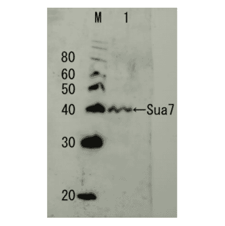 Detection of endogenous Sua7 protein by Western blotting. M; protein size marker in kDa Lane1, Crude extract of S. cerevisiae The antiserum was diluted 5000 fold before use.