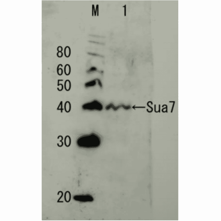 Detection of endogenous Sua7 protein by Western blotting. M; protein size marker in kDa Lane1, Crude extract of S. cerevisiae The antiserum was diluted 5000 fold before use.