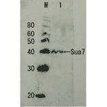 Detection of endogenous Sua7 protein by Western blotting. M; protein size marker in kDa Lane1, Crude extract of S. cerevisiae The antiserum was diluted 5000 fold before use.