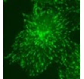 Immunohistochemistry - Anti-MAPRE3 (EB3) Antibody (010314H04) - Antibodies.com