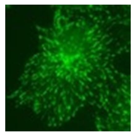 Immunohistochemistry - Anti-MAPRE3 (EB3) Antibody (010314H04) - Antibodies.com