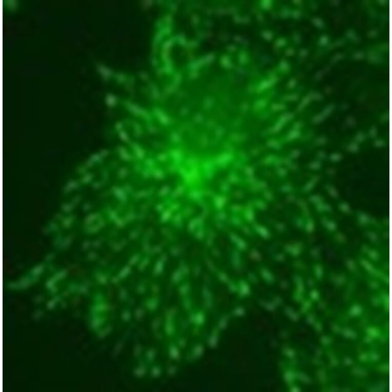 Immunohistochemistry - Anti-MAPRE3 (EB3) Antibody (010314H04) - Antibodies.com