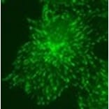 Immunohistochemistry - Anti-MAPRE3 (EB3) Antibody (010314H04) - Antibodies.com