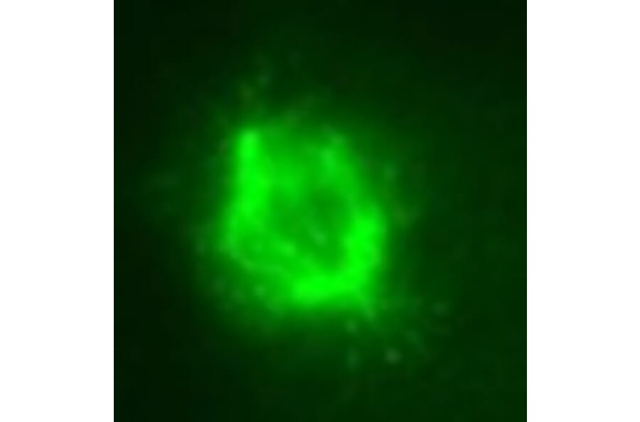 Immunohistochemistry - Anti-MAPRE3 (EB3) Antibody (010314H04) - Antibodies.com