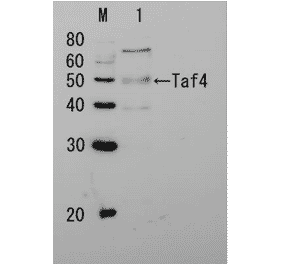 Detection of Taf4p by Western blotting Lane 1: Extract of budding yeast The antiserum was diluted 5,000 fold before use. The molecular mass of Taf4 is 48 kDa.