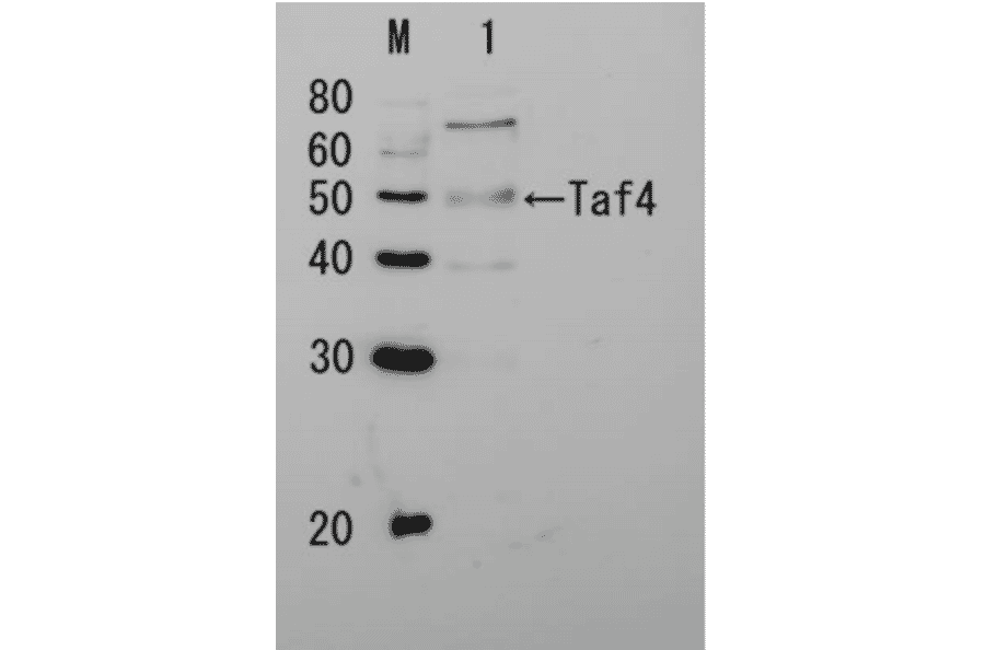 Detection of Taf4p by Western blotting Lane 1: Extract of budding yeast The antiserum was diluted 5,000 fold before use. The molecular mass of Taf4 is 48 kDa.