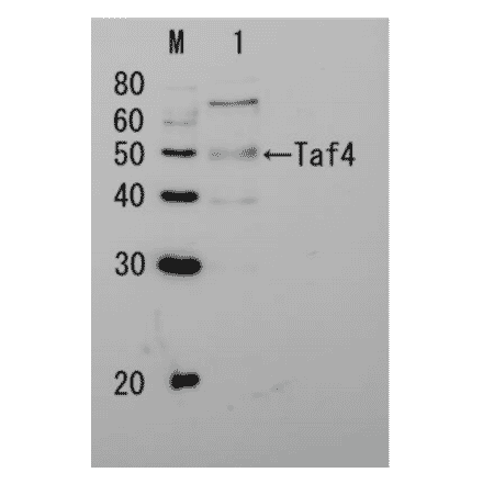 Detection of Taf4p by Western blotting Lane 1: Extract of budding yeast The antiserum was diluted 5,000 fold before use. The molecular mass of Taf4 is 48 kDa.