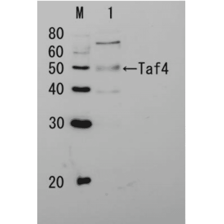 Detection of Taf4p by Western blotting Lane 1: Extract of budding yeast The antiserum was diluted 5,000 fold before use. The molecular mass of Taf4 is 48 kDa.