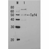 Detection of Taf4p by Western blotting Lane 1: Extract of budding yeast The antiserum was diluted 5,000 fold before use. The molecular mass of Taf4 is 48 kDa.