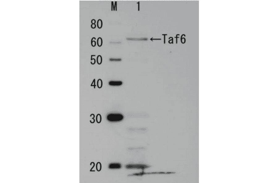 Identification of endogenous Taf6 protein in crude cell extract of S. cerevisiae. The anti-Taf6 antibody was used at 1/1,000 dilution. Molecular mass of Taf6 is 60 kDa
