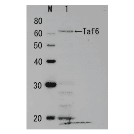 Identification of endogenous Taf6 protein in crude cell extract of S. cerevisiae. The anti-Taf6 antibody was used at 1/1,000 dilution. Molecular mass of Taf6 is 60 kDa