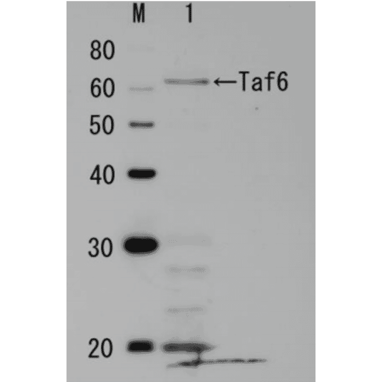 Identification of endogenous Taf6 protein in crude cell extract of S. cerevisiae. The anti-Taf6 antibody was used at 1/1,000 dilution. Molecular mass of Taf6 is 60 kDa