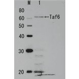Identification of endogenous Taf6 protein in crude cell extract of S. cerevisiae. The anti-Taf6 antibody was used at 1/1,000 dilution. Molecular mass of Taf6 is 60 kDa