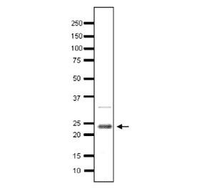 Detection of endogenous Taf10 in yeast cell extract by Western blotting using the Taf10 antibody. Whole cell extract of S. cerevisiae. The antiserum was used at 1/500 fold.