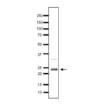 Detection of endogenous Taf10 in yeast cell extract by Western blotting using the Taf10 antibody. Whole cell extract of S. cerevisiae. The antiserum was used at 1/500 fold.