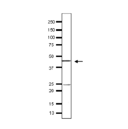 Detection of endogenous Taf11 in whole cell extract of S. cerevisiae by Western blotting, using the Taf11 antibody. The antiserum was used at 1/500 dilution