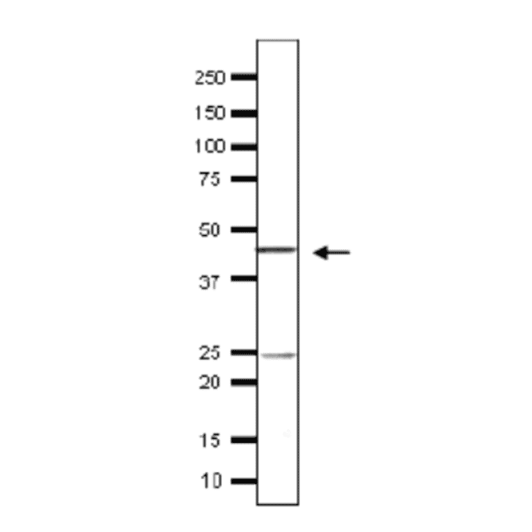 Detection of endogenous Taf11 in whole cell extract of S. cerevisiae by Western blotting, using the Taf11 antibody. The antiserum was used at 1/500 dilution