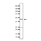 Detection of endogenous Taf11 in whole cell extract of S. cerevisiae by Western blotting, using the Taf11 antibody. The antiserum was used at 1/500 dilution