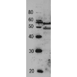 Detection of endogenous Tfg2 protein by Western blotting Protein size markers(kDa) Sample: Extract of budding yeast The antiserum was diluted 5,000 fold before use. The molecular mass of Tfg2 is 46.6 kDa.