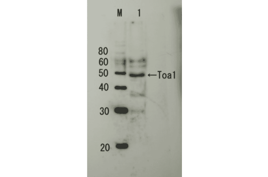 Detection of endogenous Toa1p by Western blotting Lane M: Protein size markers (kDa) Lane1: Extract of budding yeast The antiserum was used at 1/5,000 dilution Molecular mass of Toa1 is 32.2 kDa, but it shows apparent size of 45~47 kDa in SDS-PAGE-WB as in other publications..