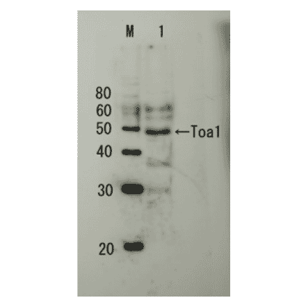 Detection of endogenous Toa1p by Western blotting Lane M: Protein size markers (kDa) Lane1: Extract of budding yeast The antiserum was used at 1/5,000 dilution Molecular mass of Toa1 is 32.2 kDa, but it shows apparent size of 45~47 kDa in SDS-PAGE-WB as in other publications..