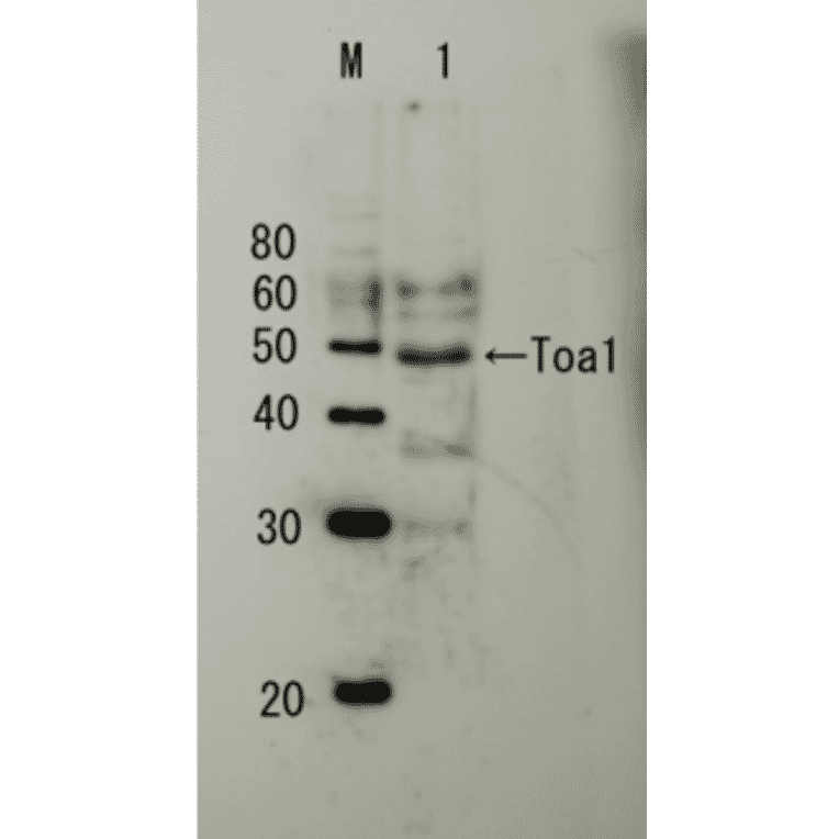 Detection of endogenous Toa1p by Western blotting Lane M: Protein size markers (kDa) Lane1: Extract of budding yeast The antiserum was used at 1/5,000 dilution Molecular mass of Toa1 is 32.2 kDa, but it shows apparent size of 45~47 kDa in SDS-PAGE-WB as in other publications..