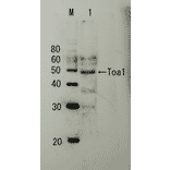Detection of endogenous Toa1p by Western blotting Lane M: Protein size markers (kDa) Lane1: Extract of budding yeast The antiserum was used at 1/5,000 dilution Molecular mass of Toa1 is 32.2 kDa, but it shows apparent size of 45~47 kDa in SDS-PAGE-WB as in other publications..