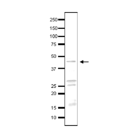 Detection of endogenous Taf3 by western blotting in whole cell extract of S. cerevisiae, using anti-Taf3 antibody. The antibody was used at at 1/500 dilution. Blotting was done with wet system