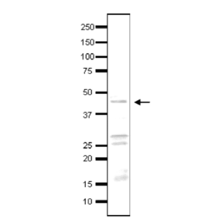 Detection of endogenous Taf3 by western blotting in whole cell extract of S. cerevisiae, using anti-Taf3 antibody. The antibody was used at at 1/500 dilution. Blotting was done with wet system