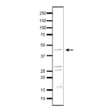 Detection of endogenous Taf3 by western blotting in whole cell extract of S. cerevisiae, using anti-Taf3 antibody. The antibody was used at at 1/500 dilution. Blotting was done with wet system