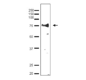 Detection of endonenous Taf7 by Western blotting using the anti-Taf7 antibody. The antibody was used at 1/500 dilution. Blotting was done with wet system.