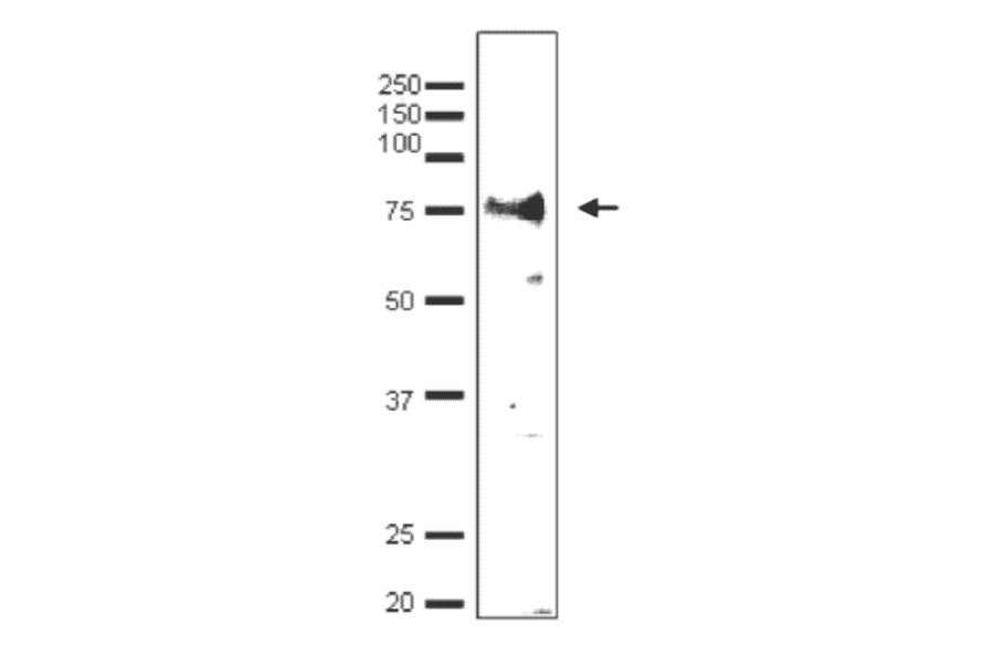 Detection of endonenous Taf7 by Western blotting using the anti-Taf7 antibody. The antibody was used at 1/500 dilution. Blotting was done with wet system.